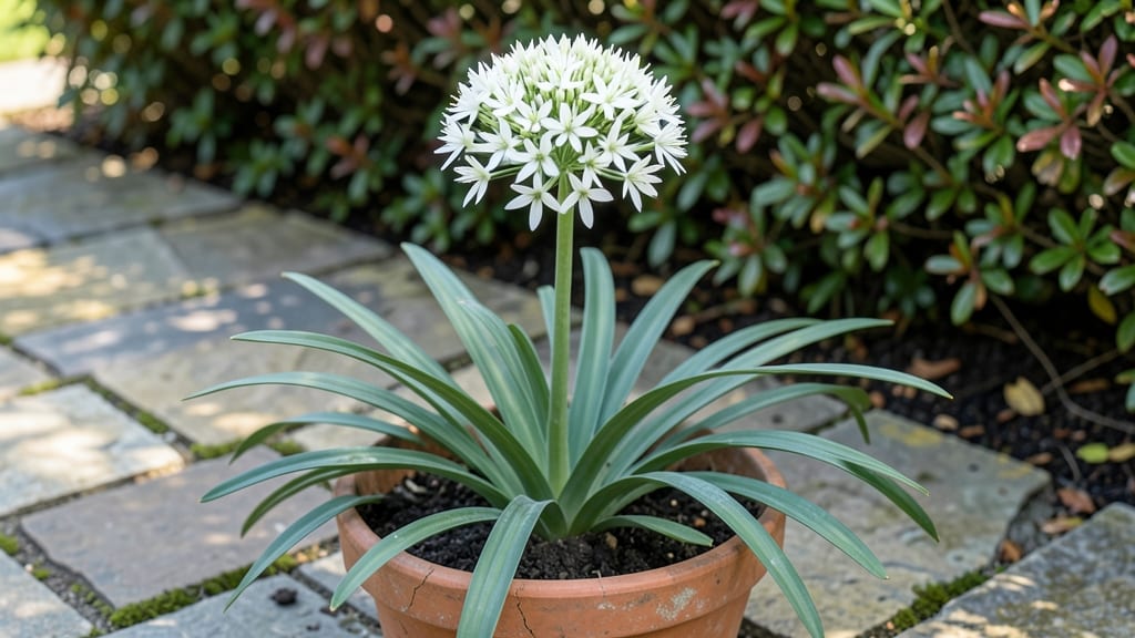 Star of Bethlehem Flower: Year-Round Blooms With Minimal Pruning