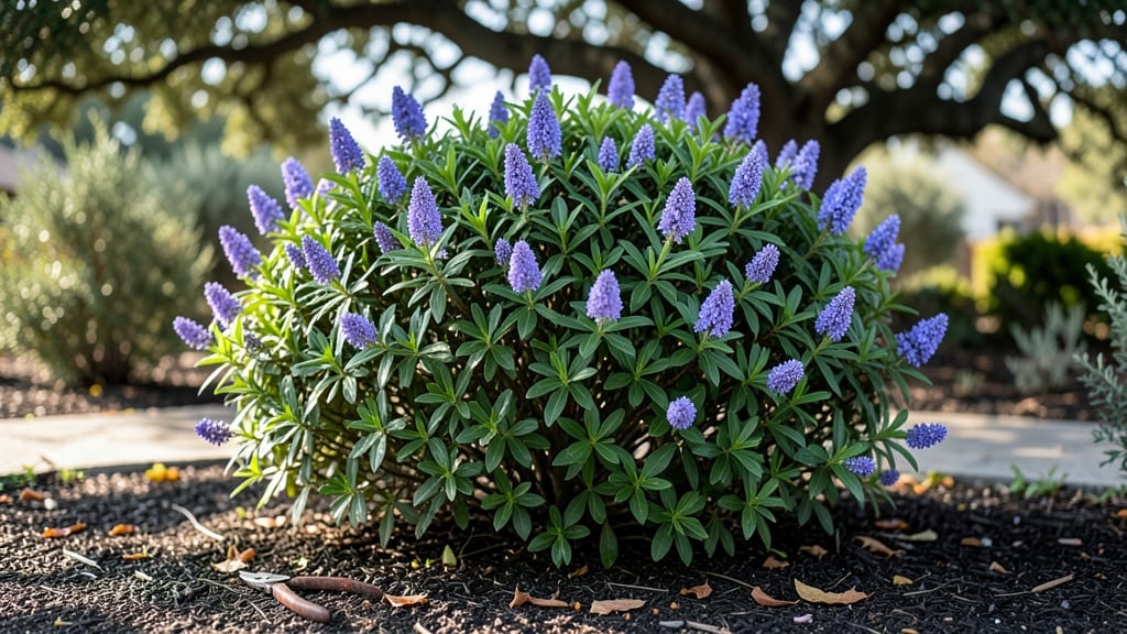 Purple Flowering Bush in California: Drought-Tolerant Beauty for Year-Round Color