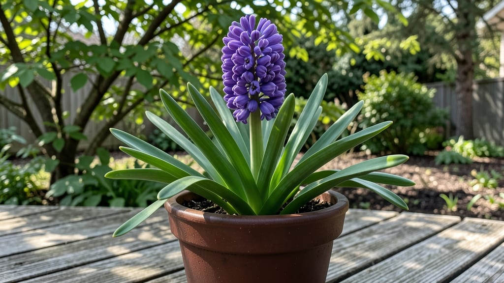 Hyacinth Flower Care: Year-Round Beauty With 3 Simple Trims